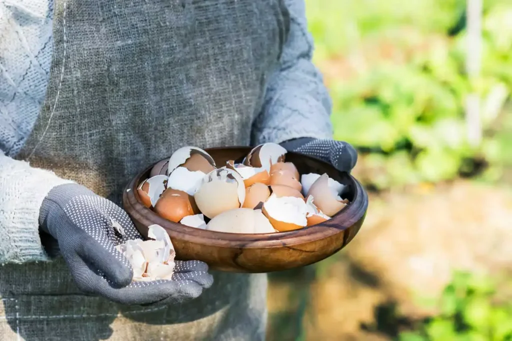 Porque é que em Portugal Usam Casca de Ovo no Jardim?