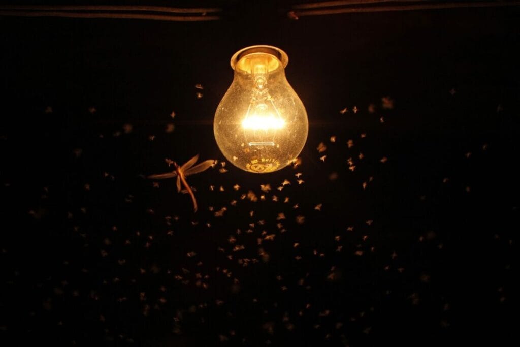 Como Evitar Insetos nos Plafons de Luz: 10 Dicas Rápidas e Simples