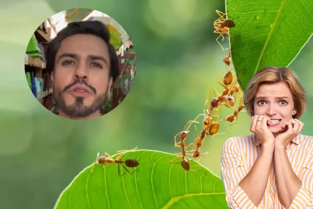 O que Significa Quando as Suas Plantas Ficam Cheias de Formigas, Segundo um Especialista em Viveiros