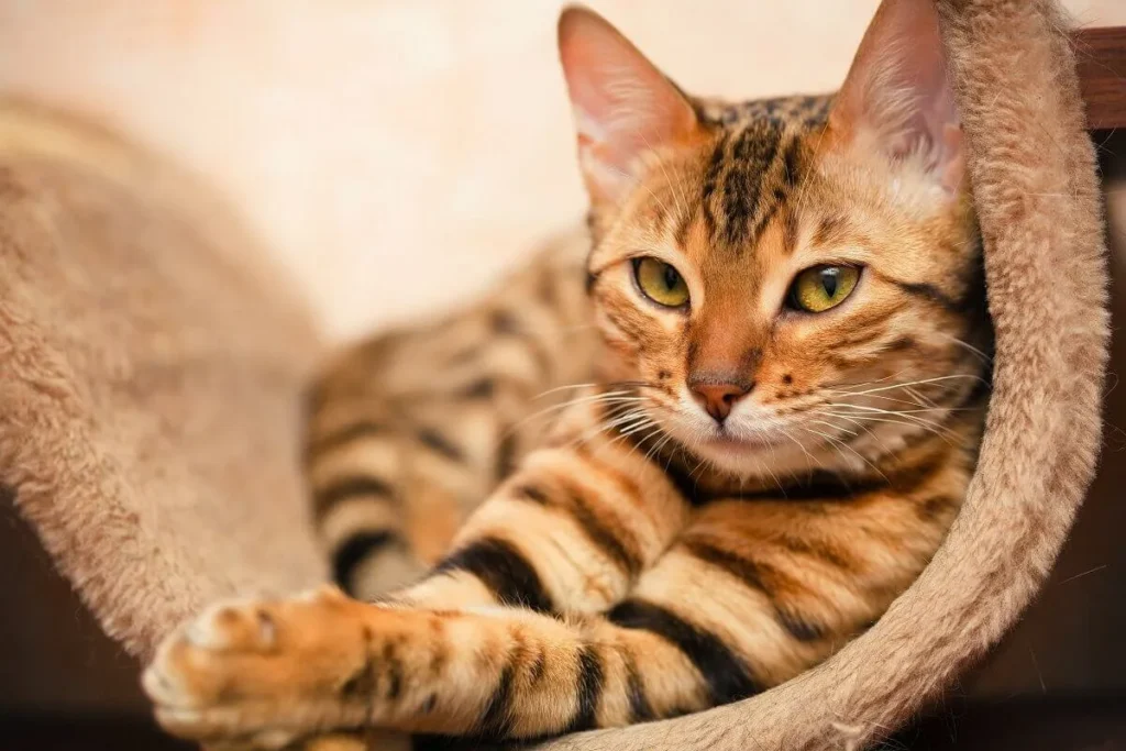 Do Antigo Egito ao Instagram: Como os Gatos Conquistaram o Mundo