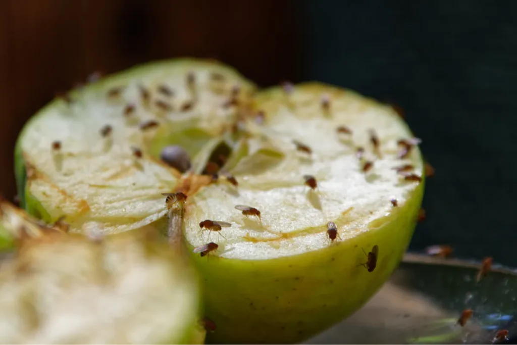Como Combater as Moscas da Fruta na Cozinha: Uma Dica Simples e Eficaz