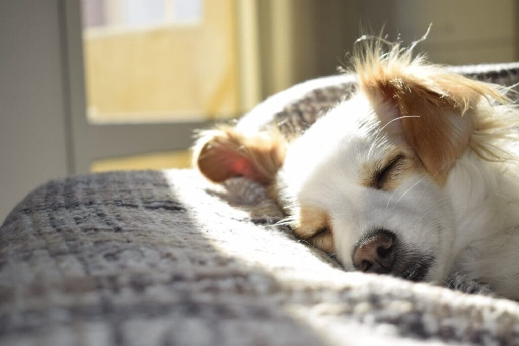 Onde Devem Dormir os Cães no Inverno: Conselhos dos Veterinários
