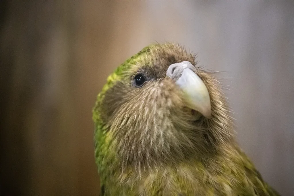 Papagaio Kakapo: O Pássaro Mais Peculiar da Nova Zelândia
