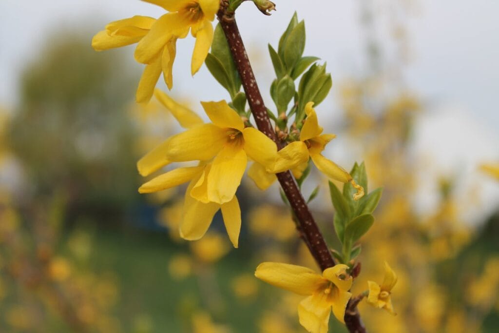 Propagação de Forsítia em Agosto: Um Método Simples para Jardineiros