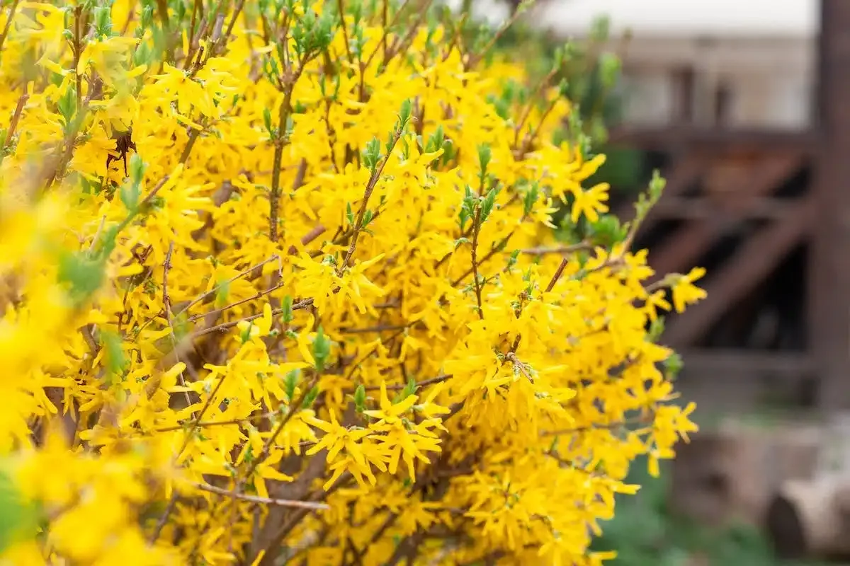 Propagação de Forsítia em Agosto: Um Método Simples para Jardineiros