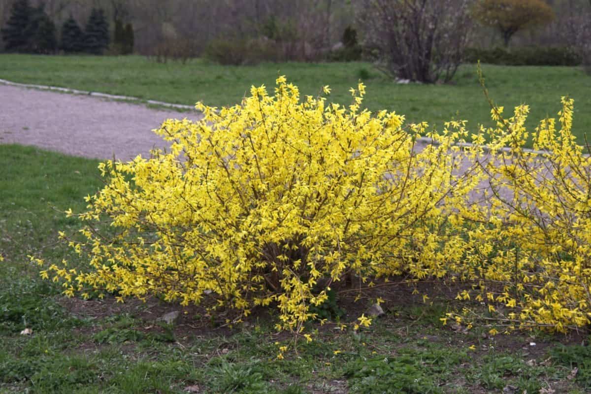 Propagação de Forsítia em Agosto: Um Método Simples para Jardineiros
