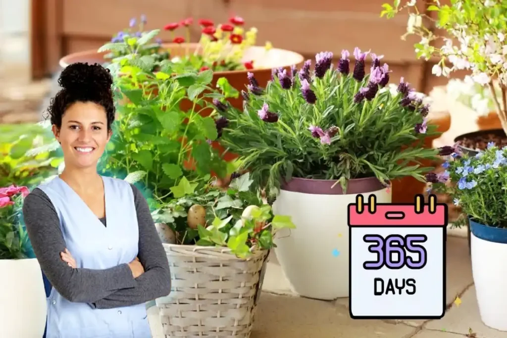 O Ingrediente de Cozinha que Mantém as Suas Plantas Verdes Durante Todo o Ano