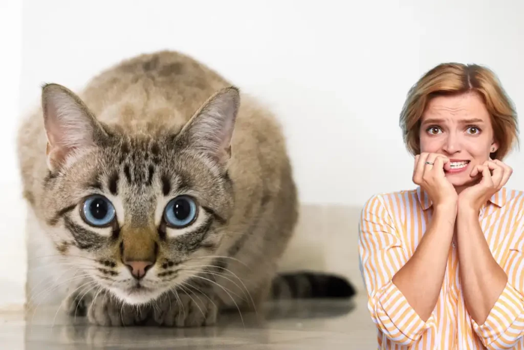 Teste Científico Avalia se o Seu Gato Tem Traços Psicopáticos